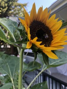 Yellow sunflower with bee in the middle